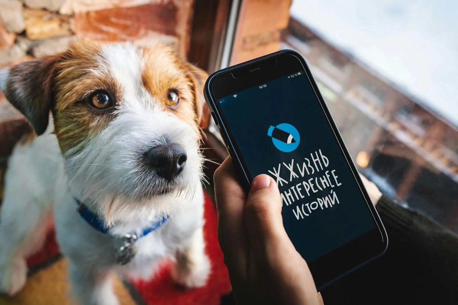 Parhaat koirasovellukset iPhonelle (2026 opas)